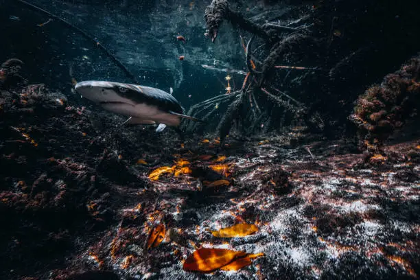 К чему снится Акула в воде?